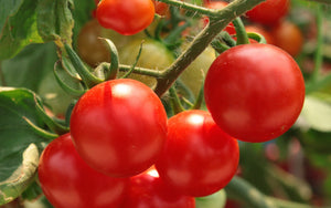 Lean-To Greenhouses