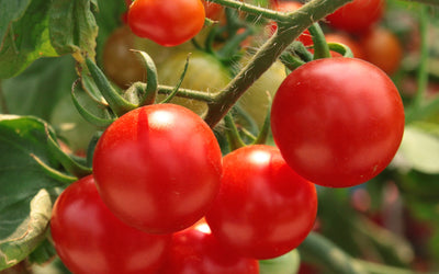 Lean-To Greenhouses