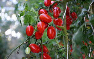 6ft Wide Greenhouses